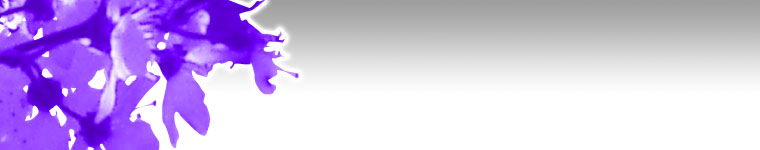 Header Graphic